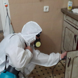 Дезинфекция от муравьев в квартире в Верхнеуральске